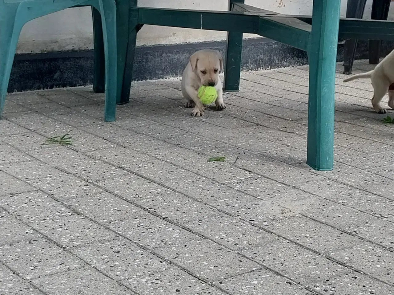 Billede 4 - Gule labrador  hvalpe hanner