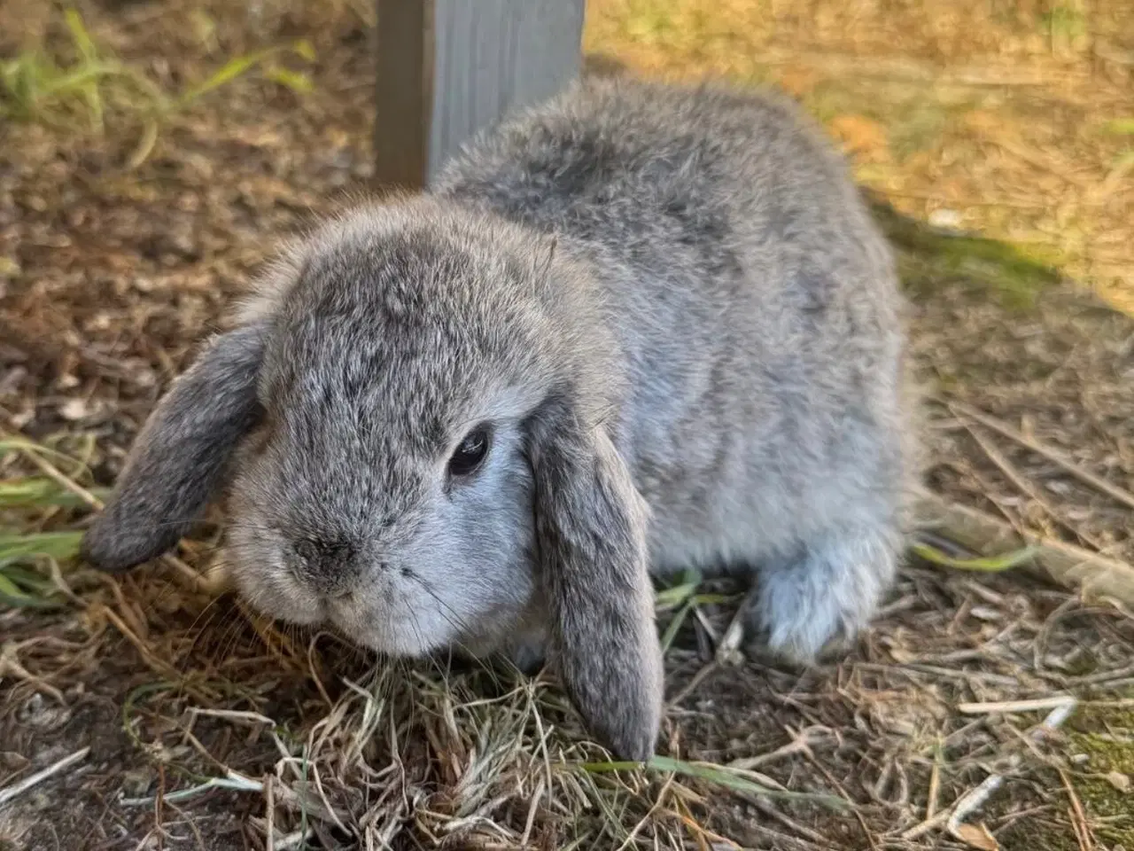 Billede 12 - Han Dværgvædder unge sælges