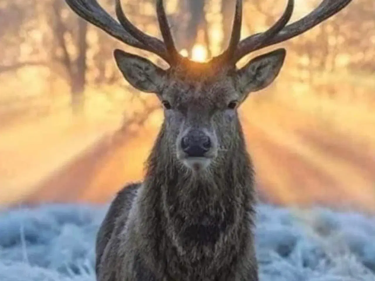 Billede 1 - BORTGIVES træ/ sommerhus/ skur