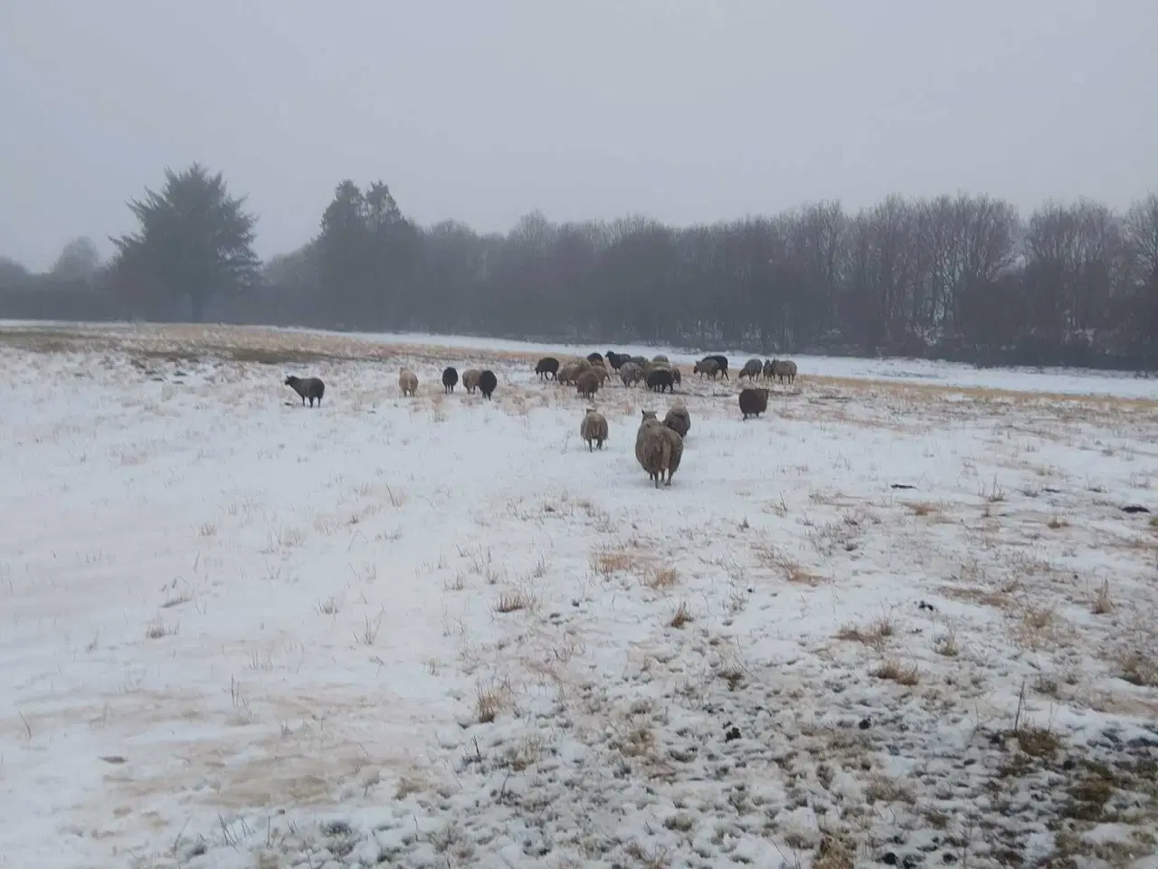 Billede 2 - Fåreflok sælges 