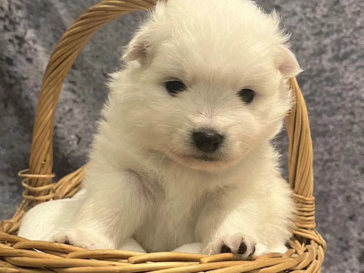 Billede 3 - Skønne & Søde Familie Bamser