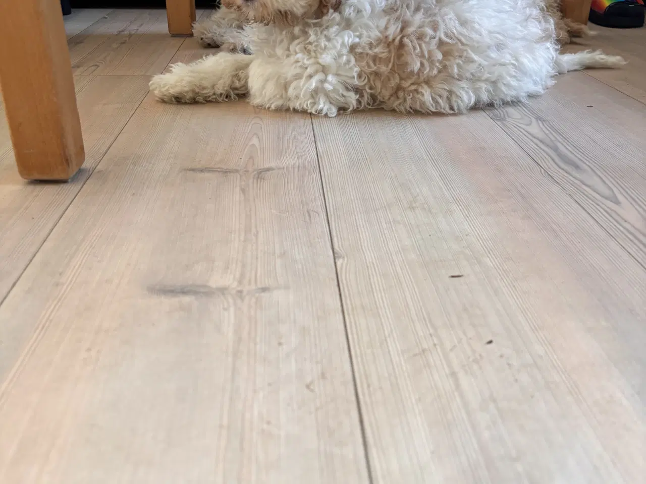 Billede 2 - En Cockapoo han hvalp til 