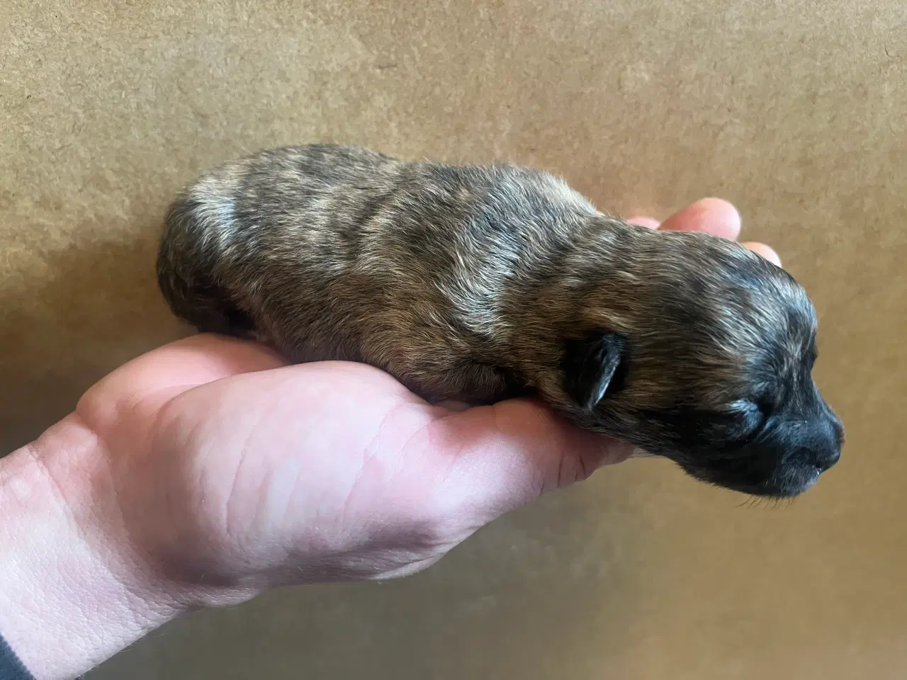 Billede 2 - Kun 2 tilbage nu! Små blandinger