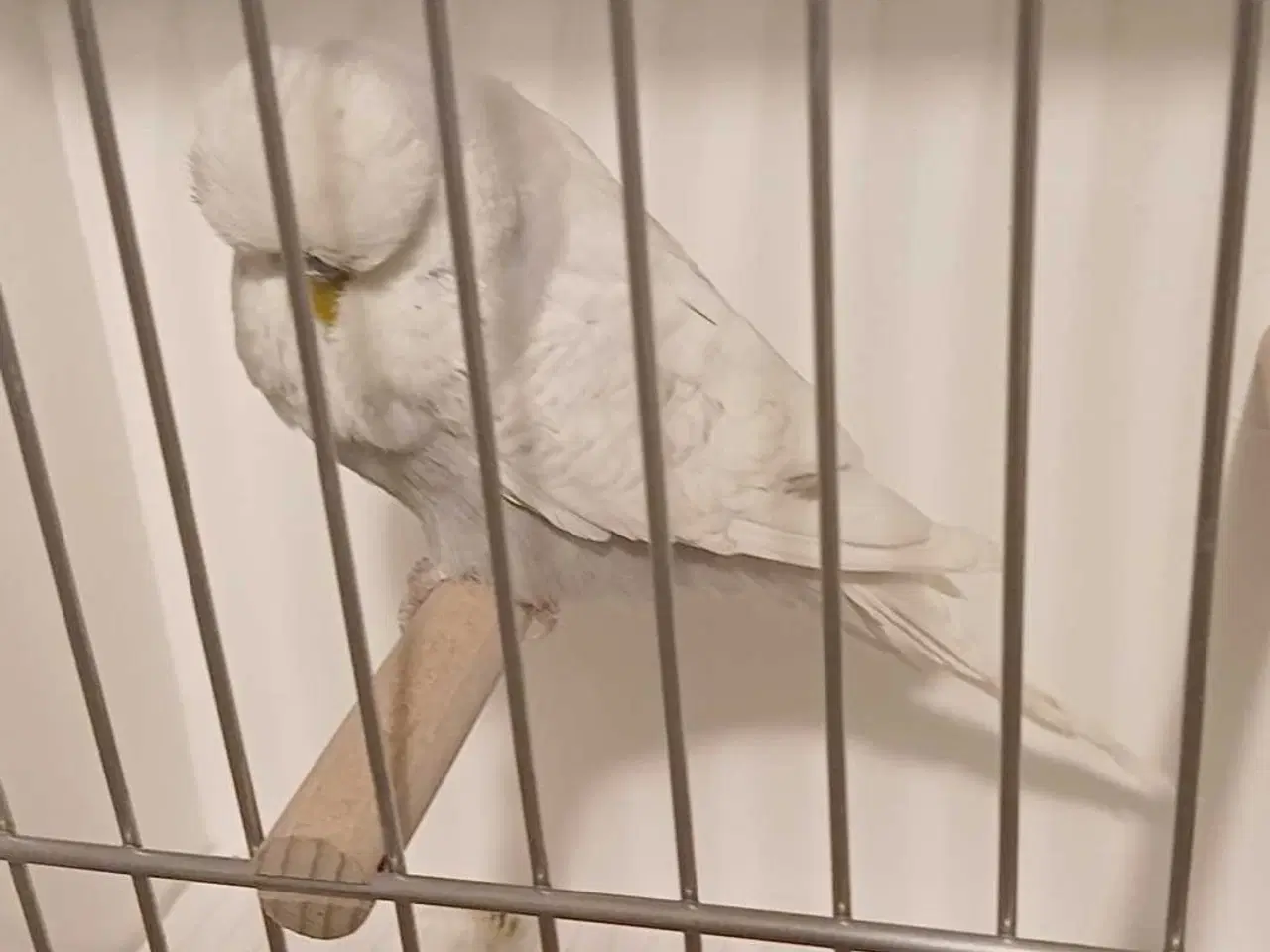 Billede 2 - 1 engelsk undulat han