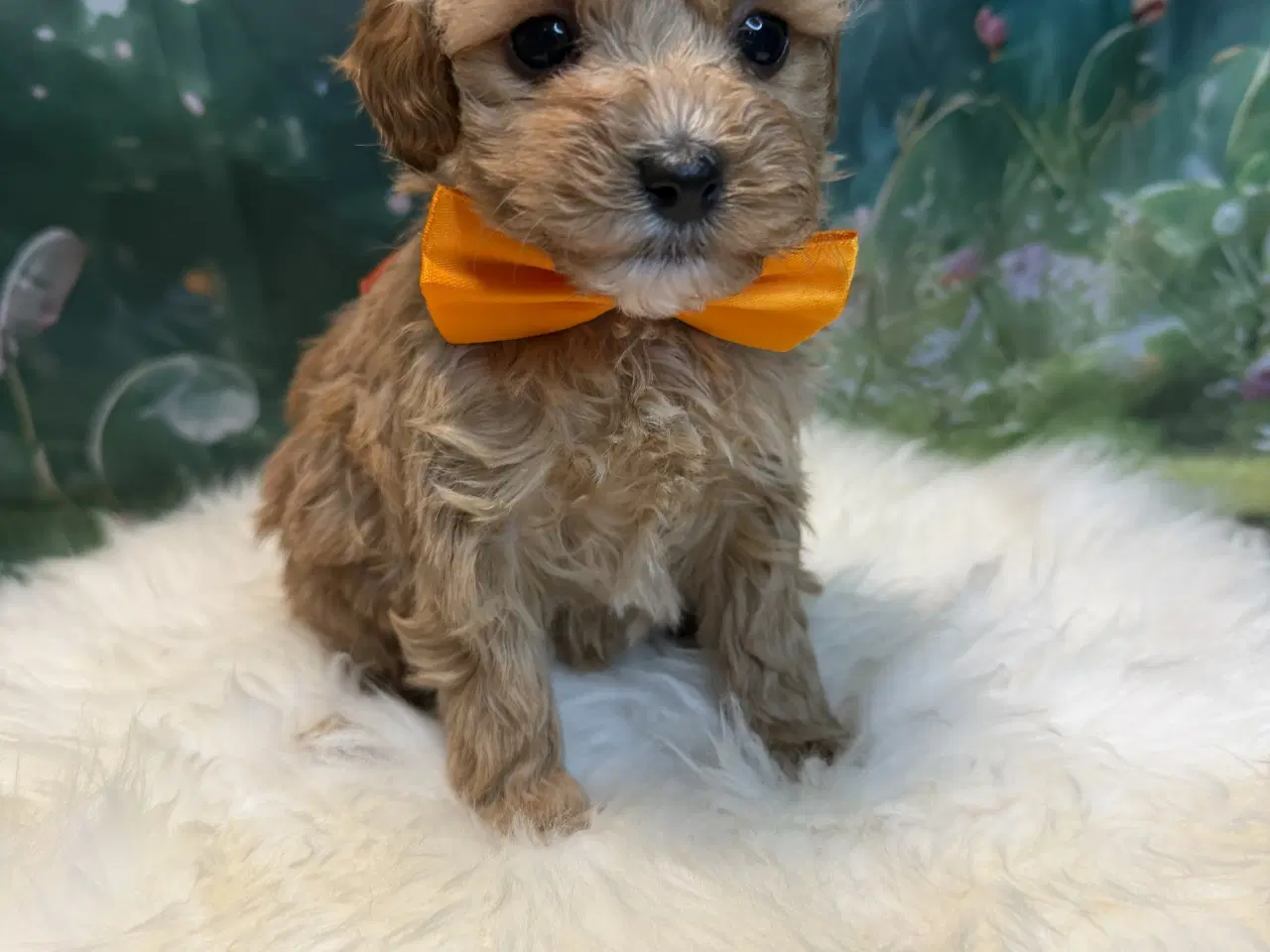 Billede 12 - 🐾✨ Skønne Maltipoo hvalpe klar juni !