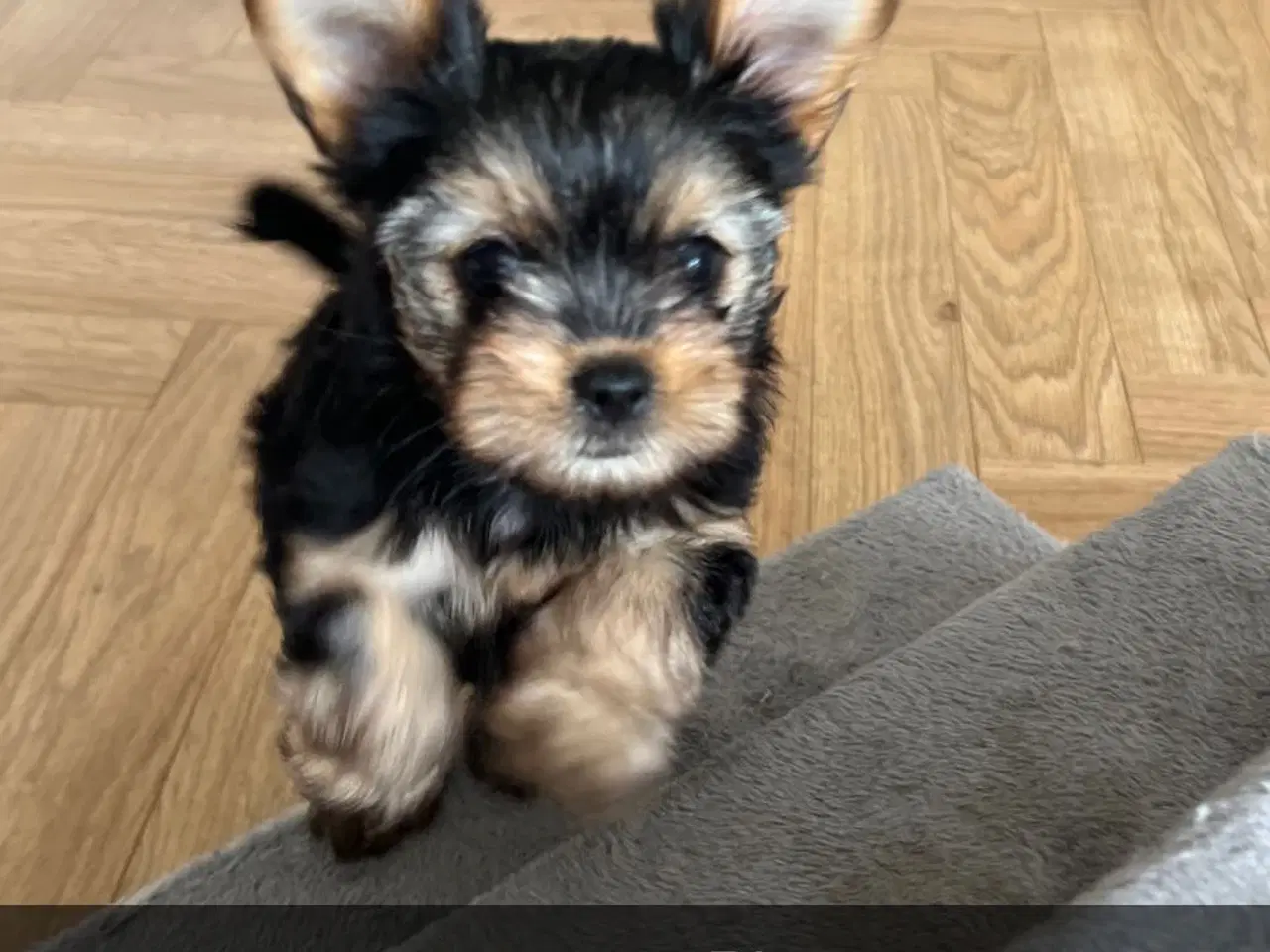 Billede 15 - Yorkshire terrier/Chihuahua