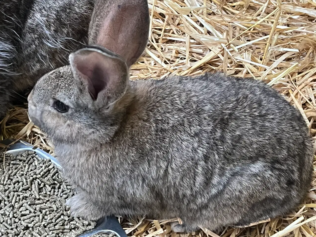 Billede 1 - Belgisk kæmpe unge