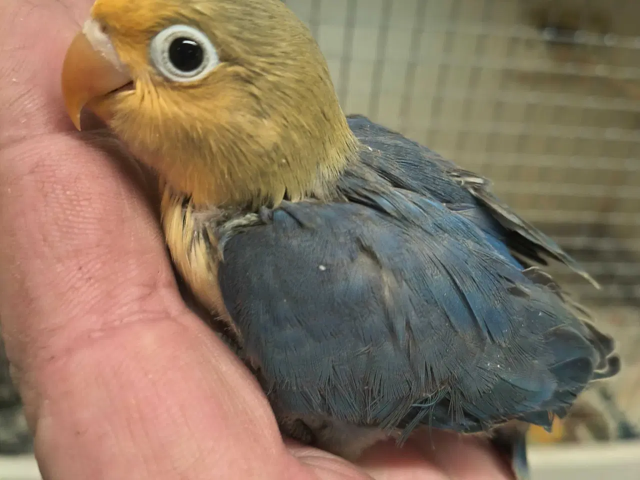 Billede 2 - Rødhovedet Dværgpapegøje unge