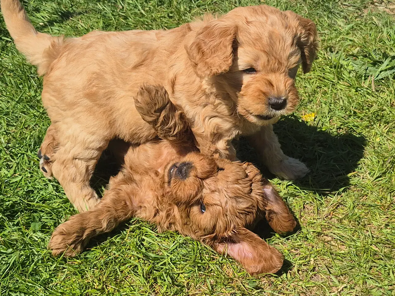 Billede 2 - Goldendoodle  hvalpe - 14-21 kg
