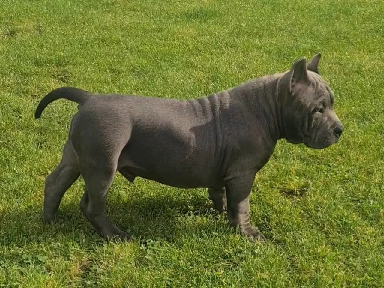 Billede 3 - American Bully Dreng 
