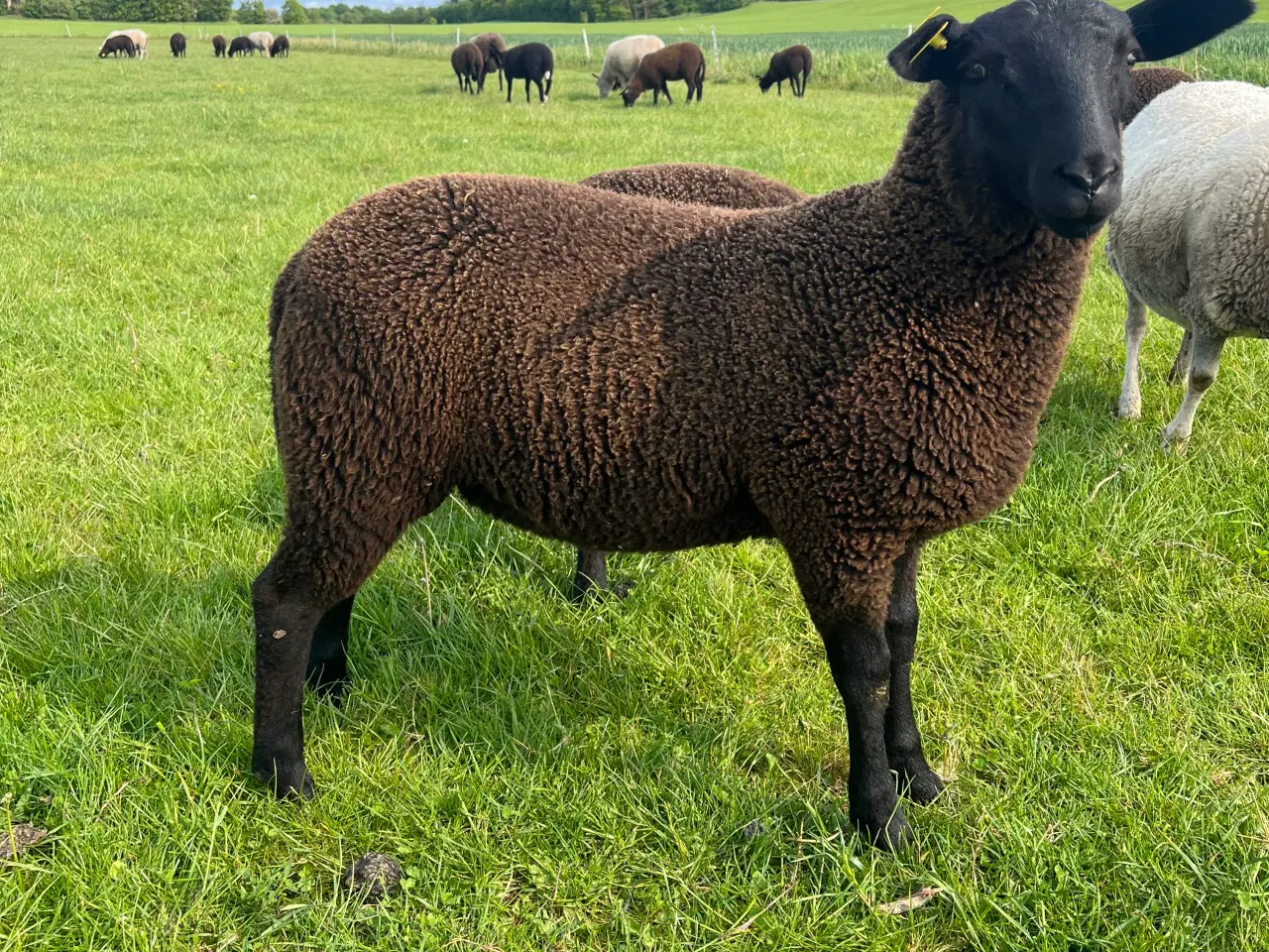 Billede 2 - Zwartbles/Texel krydsning, vædderlam