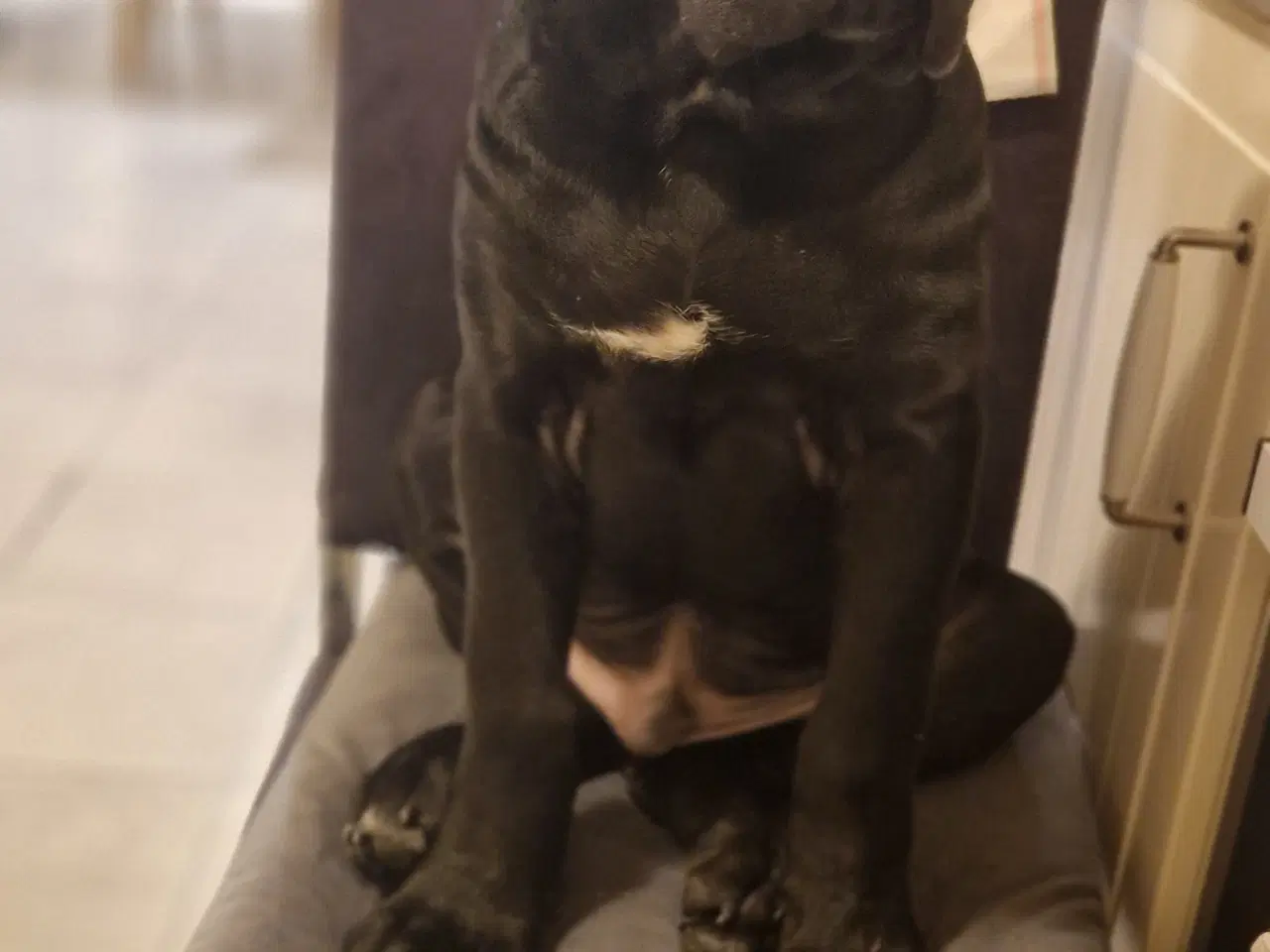 Billede 1 - Cane Corso