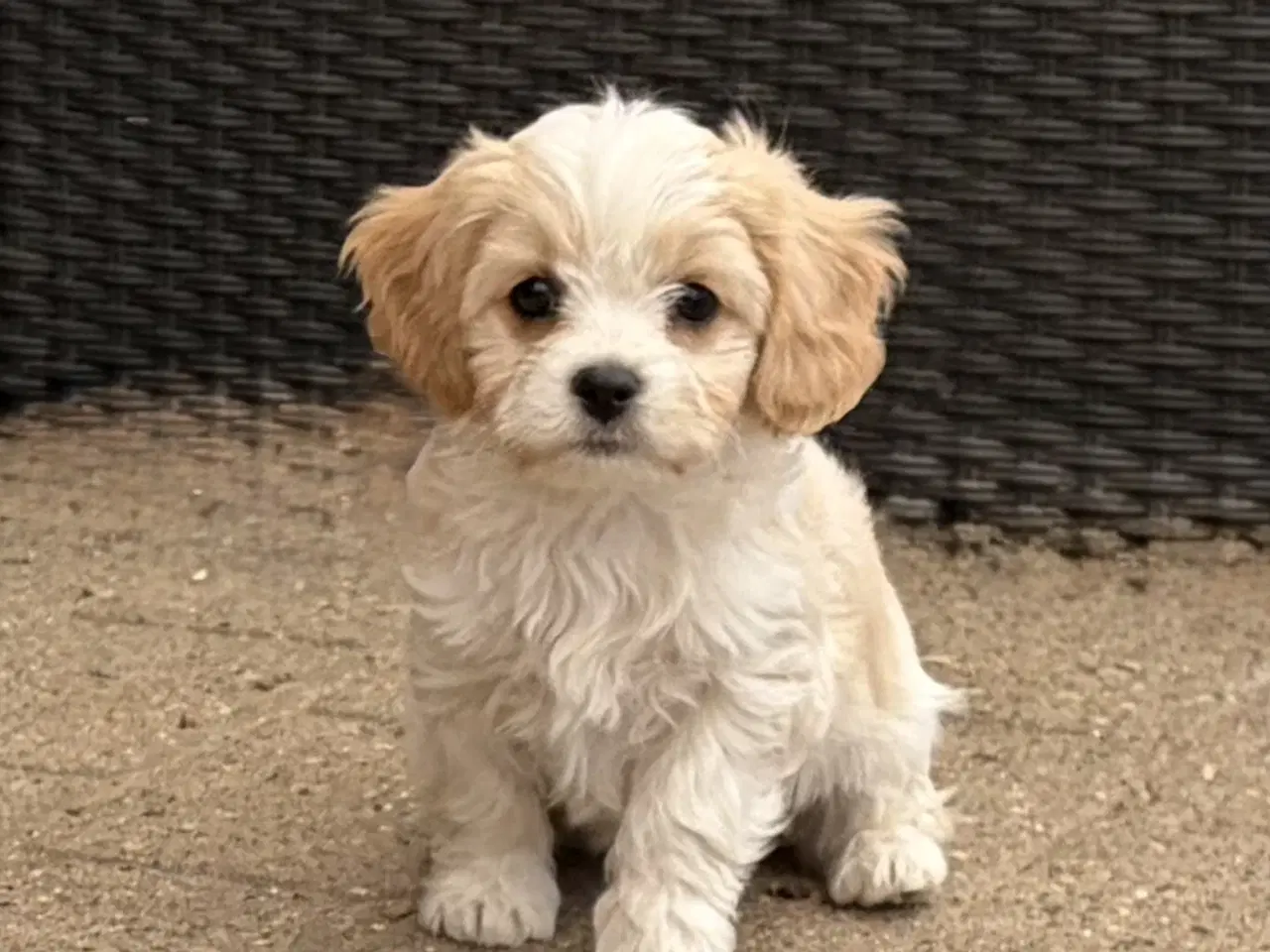 Billede 3 - De små dejligste Cavachon babyer nu!