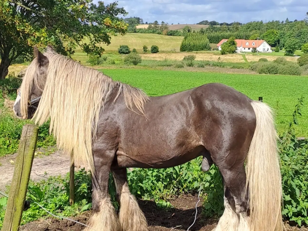 Billede 1 - Gipsy horse hingst