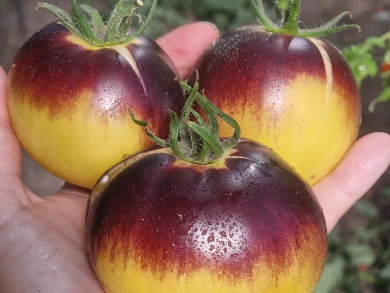 Billede 14 - Tomatfrø - 300 sorter!!!