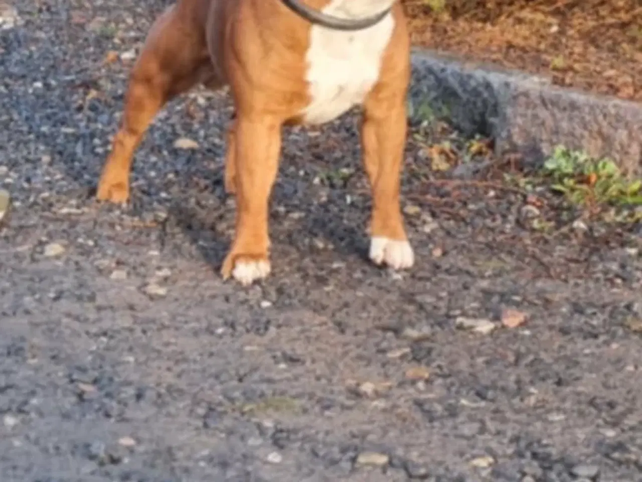 Billede 11 - Staffordshire bullterrier hundehvalpe