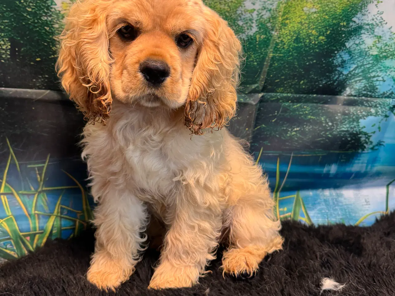 Billede 2 - Rejseklar 🧳 Skønne Amerikanske Cockerspaniel 