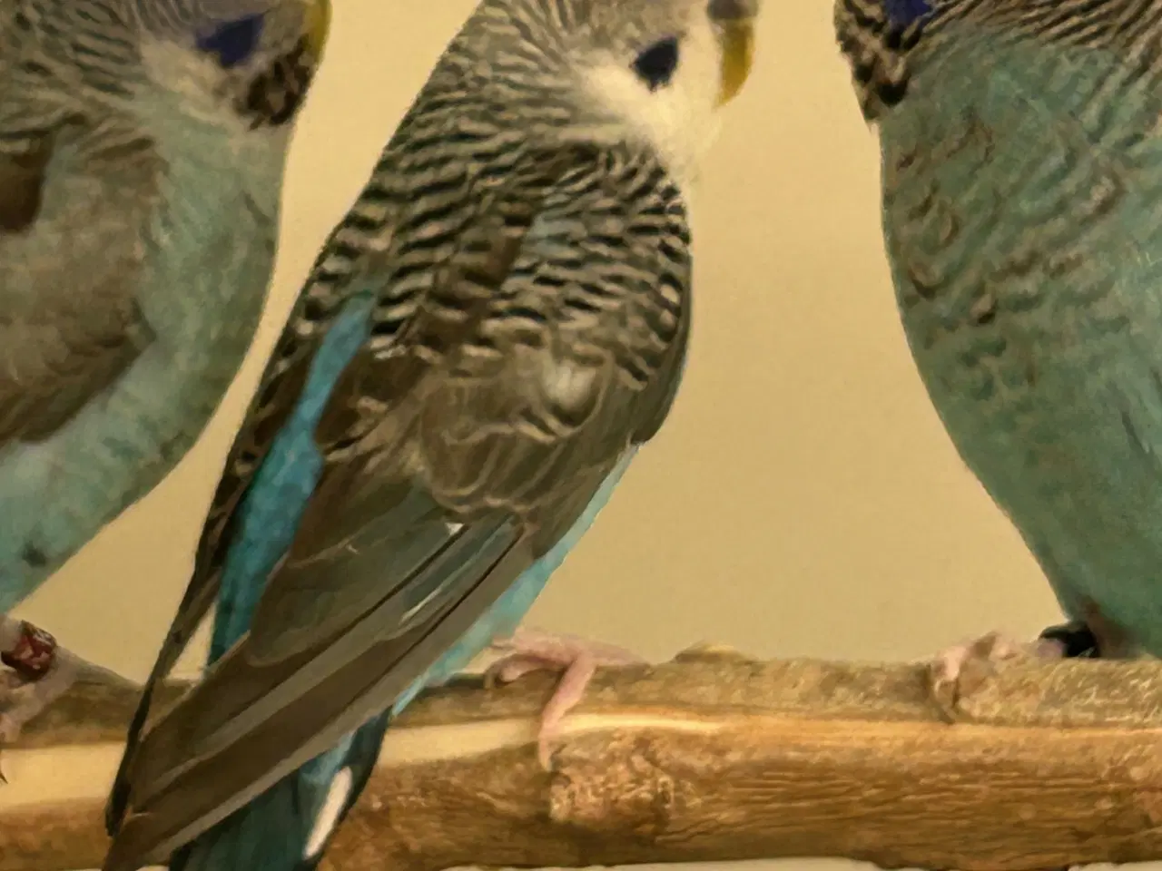 Billede 9 - Blackface undulater 