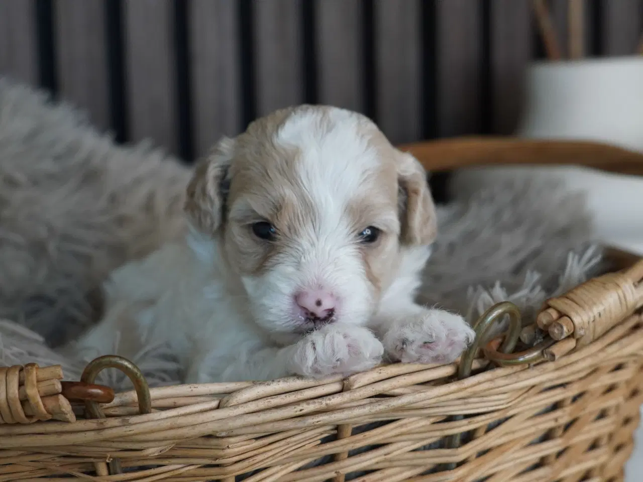 Billede 3 - Coton poo hvalpe