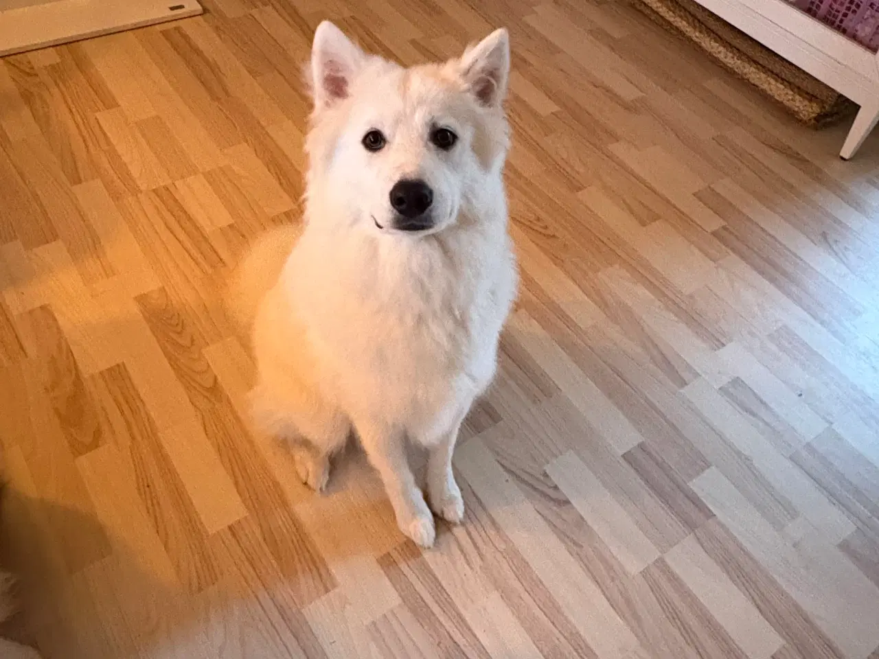 Billede 2 - Samojede spids 
