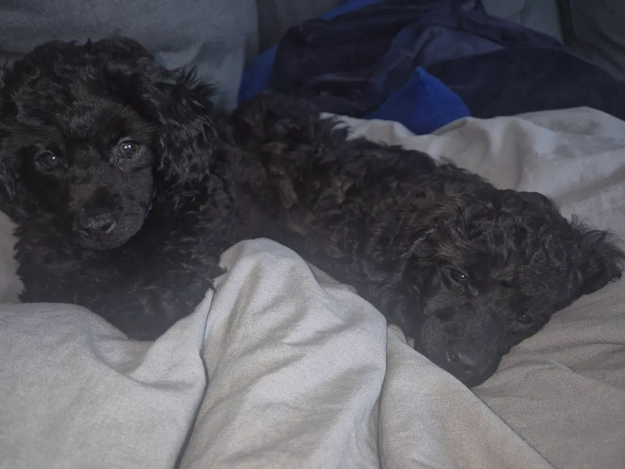 Billede 5 - Puddel hvalp