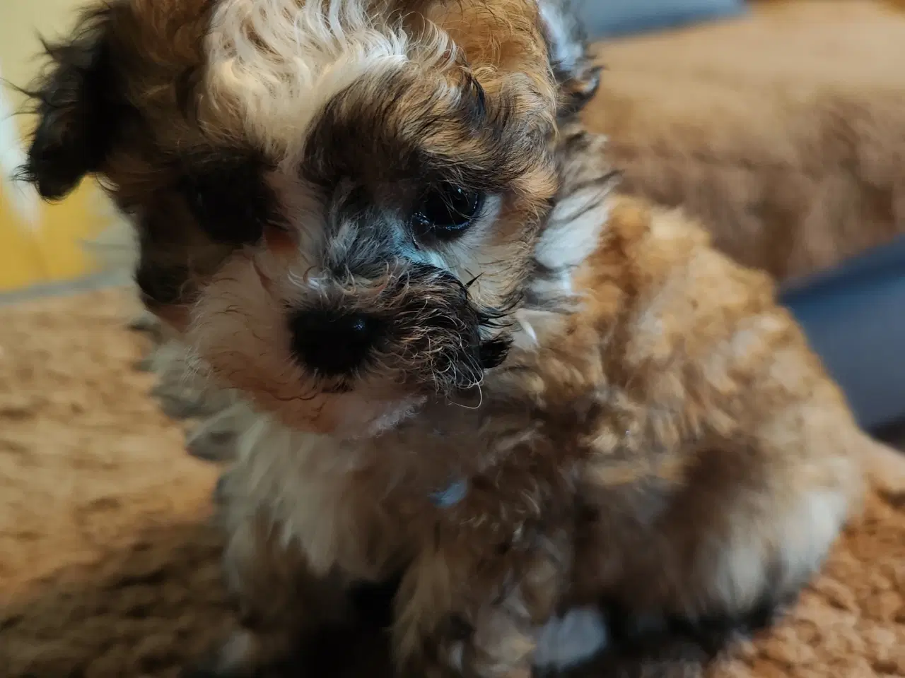 Billede 1 - 3 entzückende reinrassige Bolonka Zwetna Welpen  