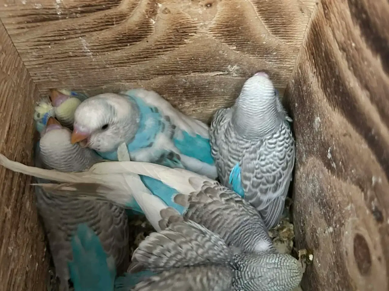 Billede 5 - Undulatunger fra 2026