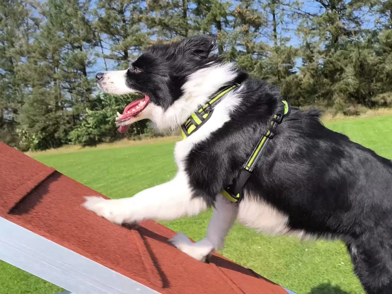 Billede 13 - Hvalpe stamtavle, lydighed, agility frisbee