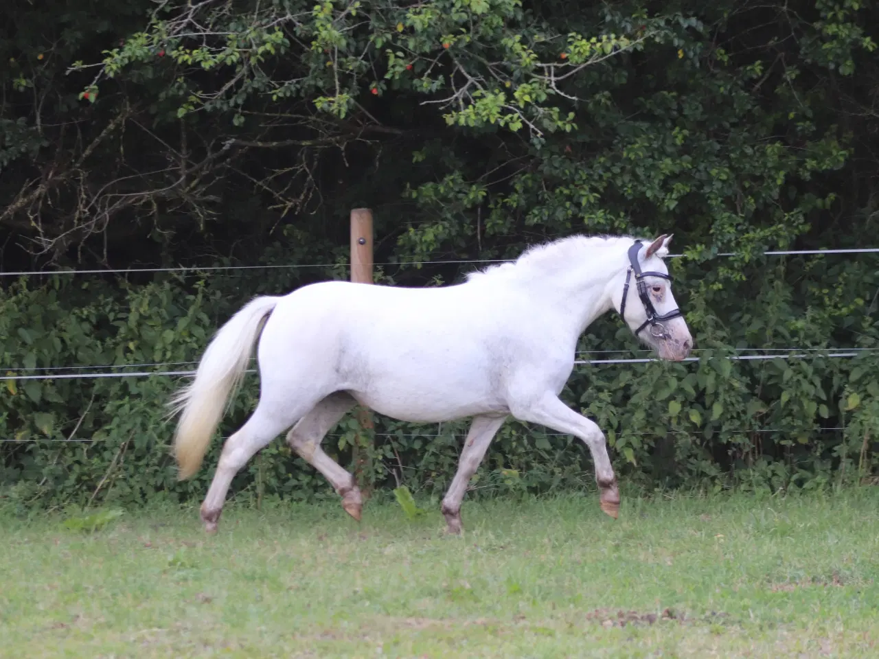 Billede 6 - Kåret Kat. 3 knabstrupper pony hoppe