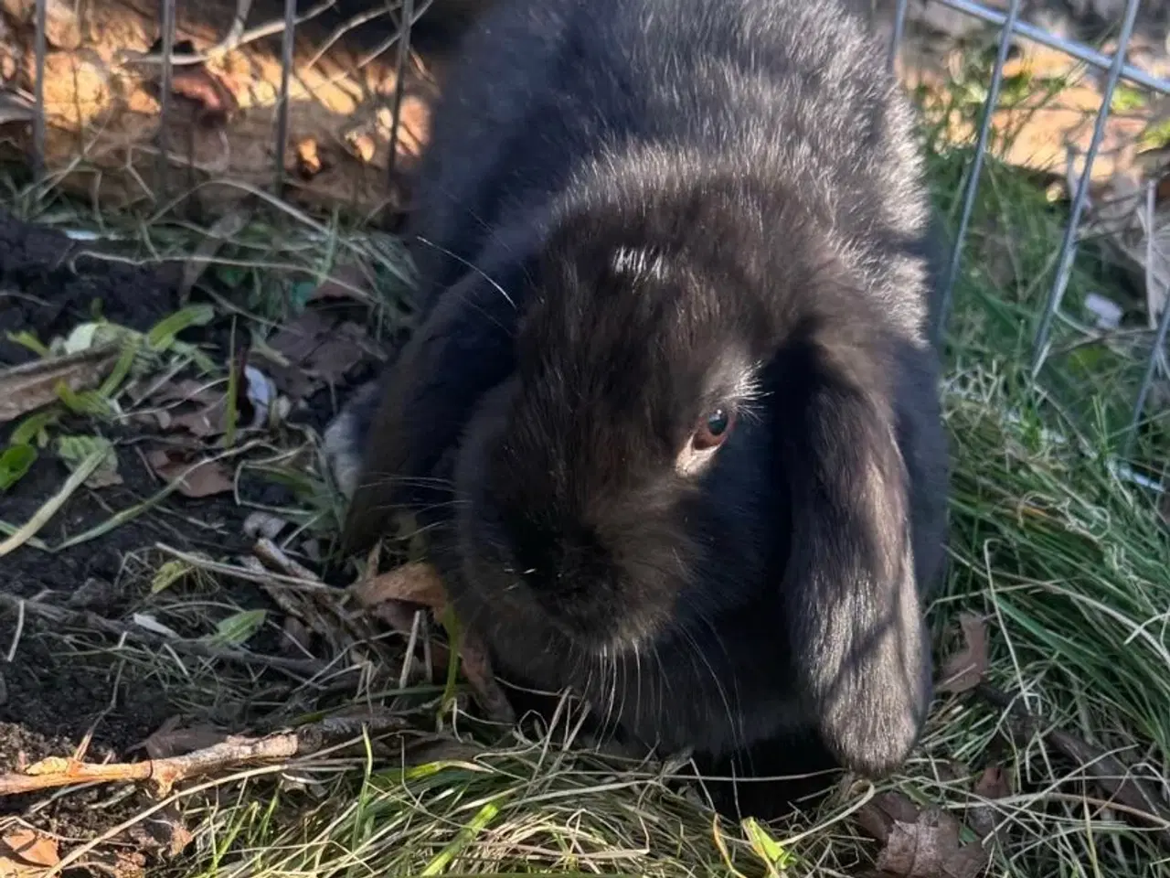 Billede 17 - Han Dværgvædder unger sælges 