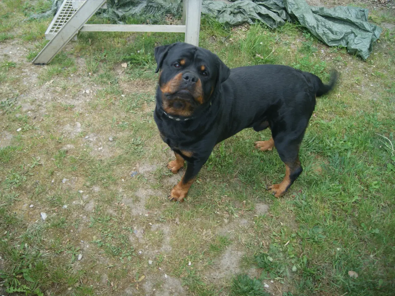 Billede 5 - Hvalpe. Søger ny hjem. Cane Corso / Rottweiler