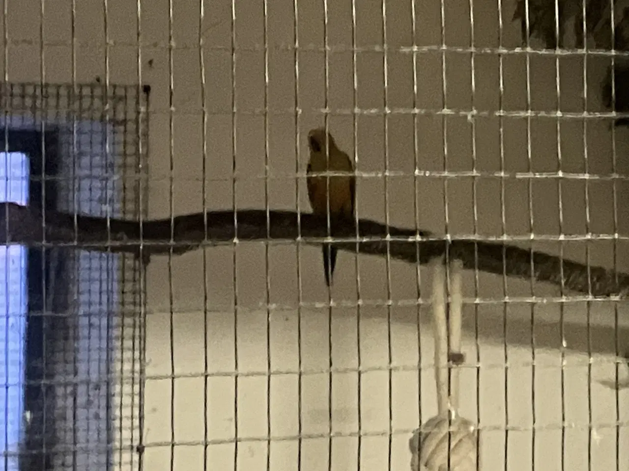 Billede 2 - Solparakitter 