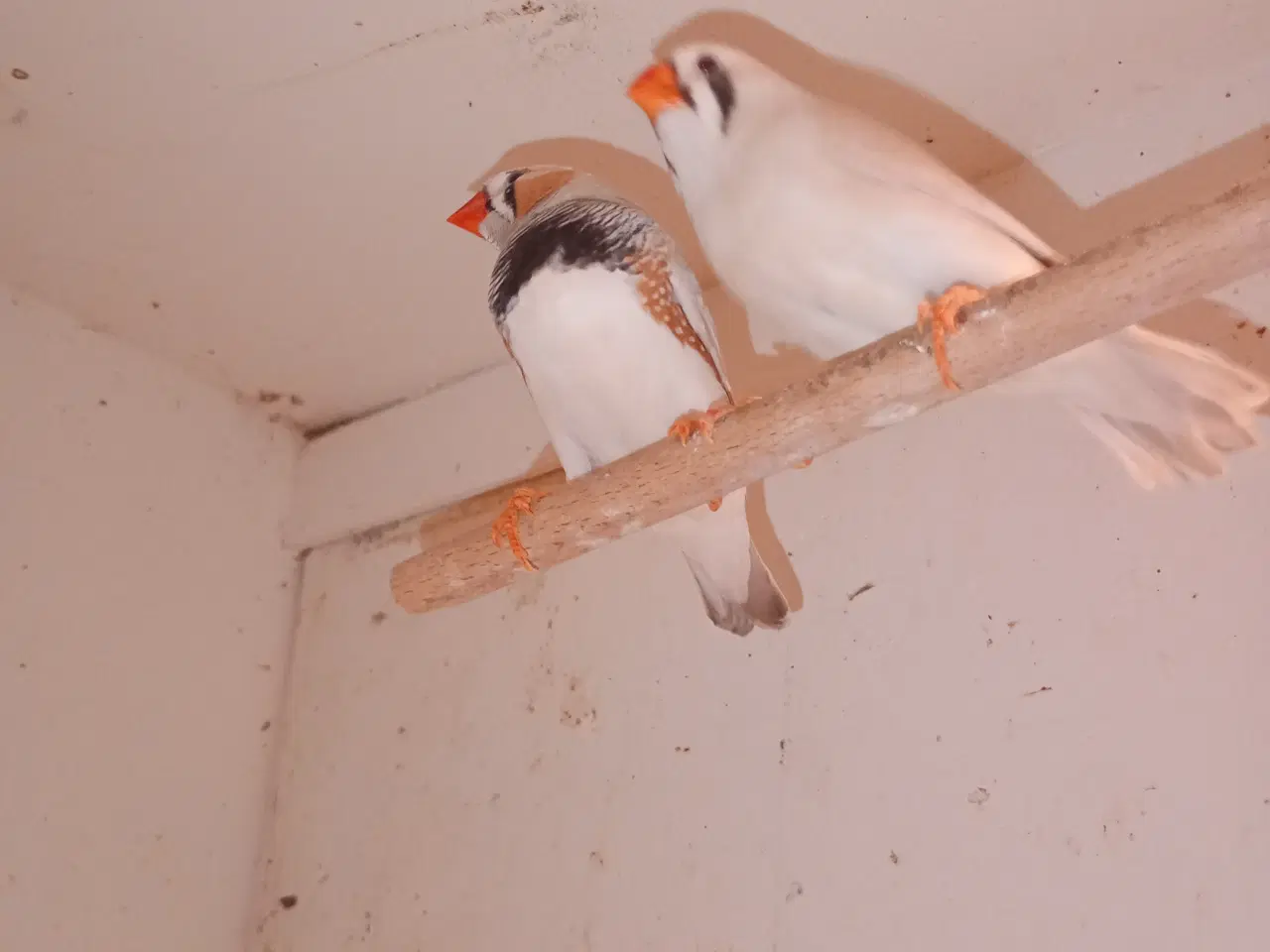 Billede 3 - Xl zebra opal/lysegrå