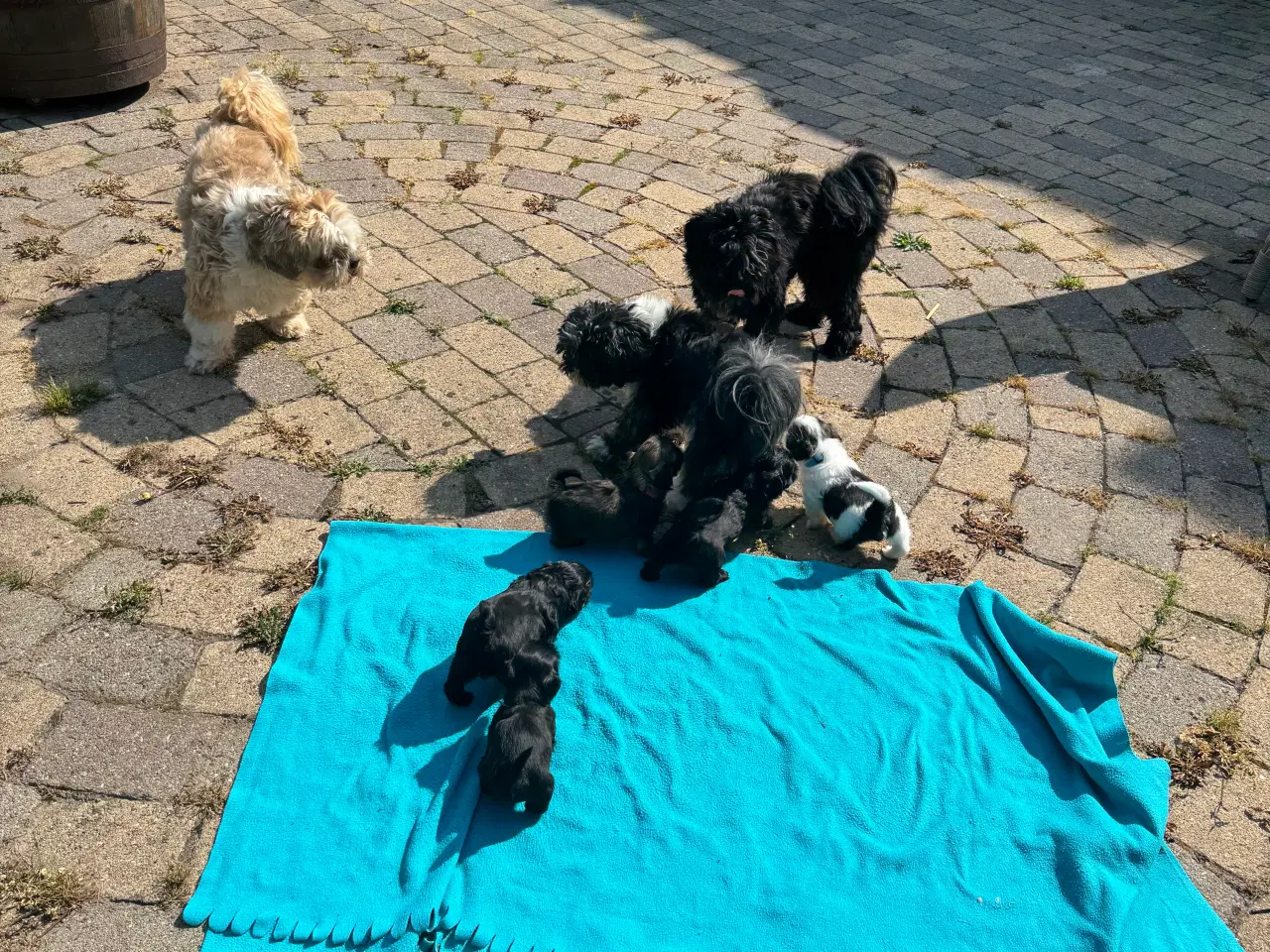 Billede 8 - Shih Tzu hvalpe 