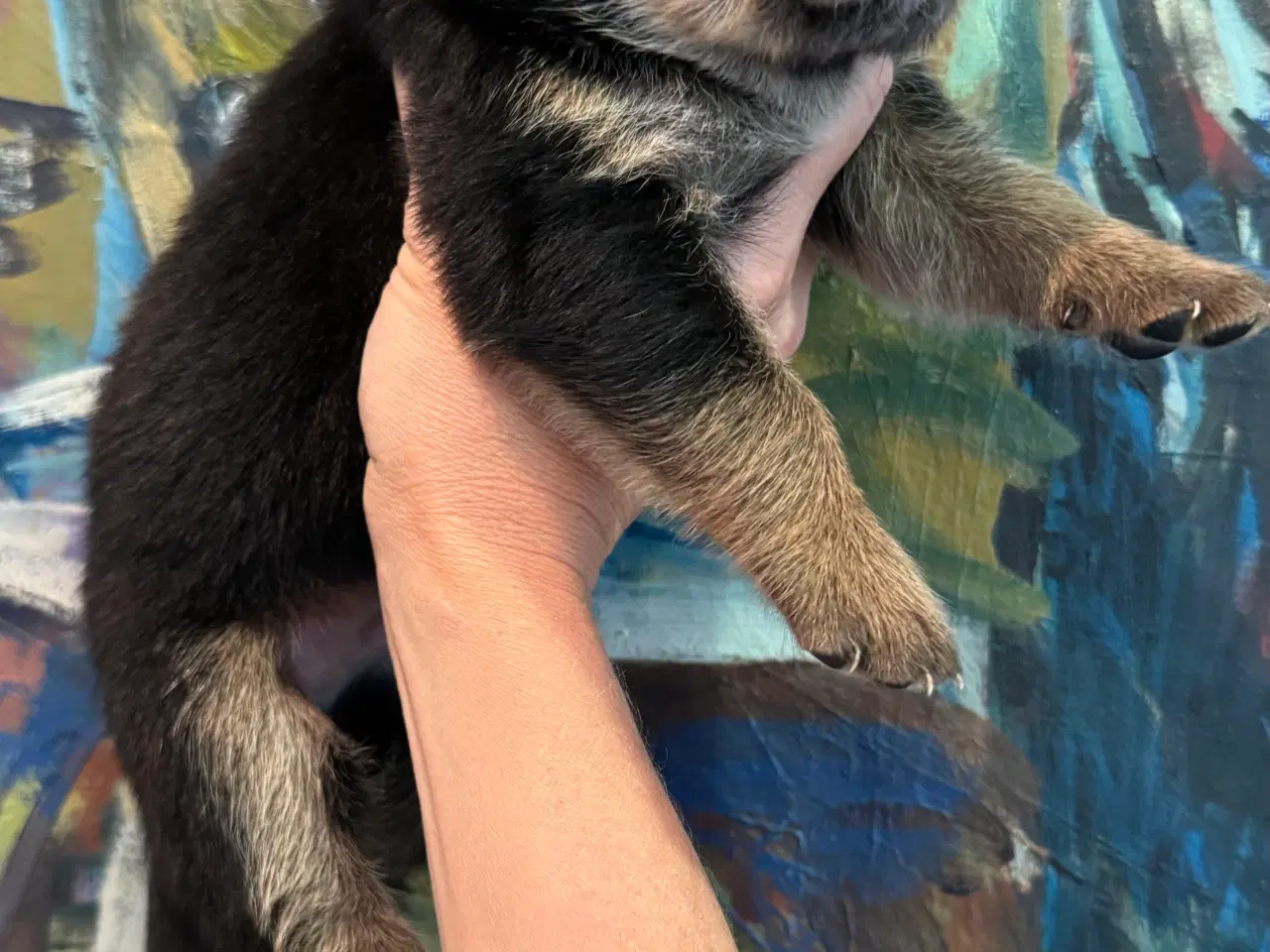 Billede 15 - Golden Retriever & Rottweiler mix