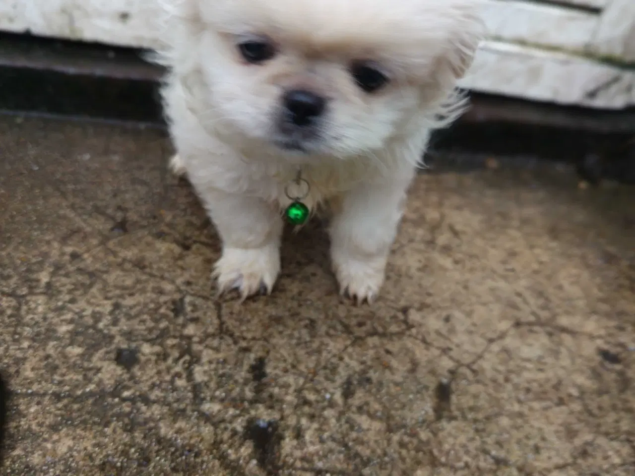 Billede 10 - Lækre hvalpe 