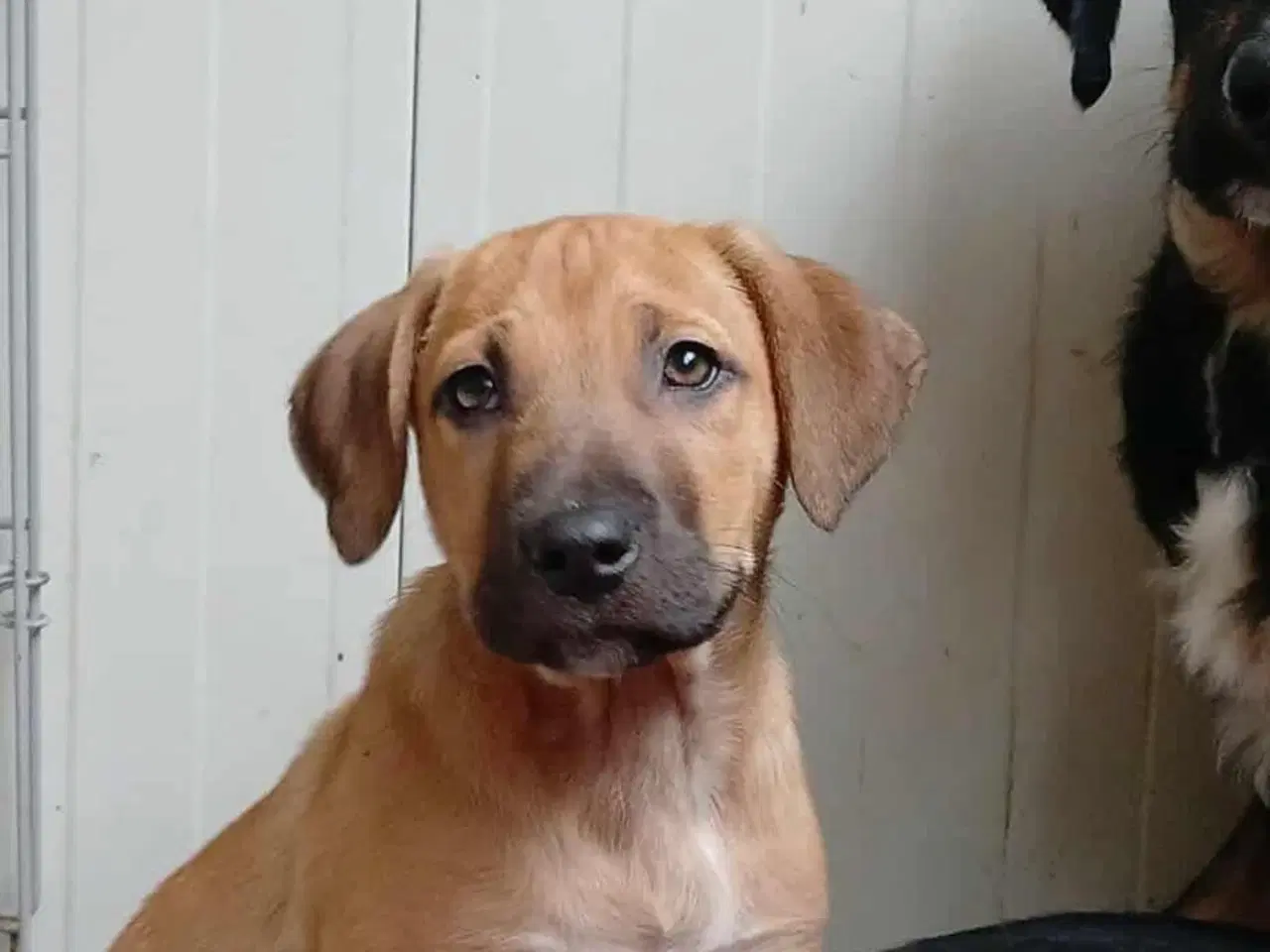 Billede 4 - Sødeste Odin søger familie 