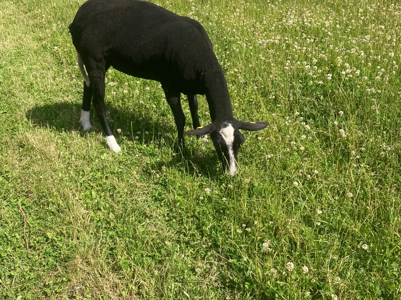 Billede 2 - 5 zwartbles får til sælge