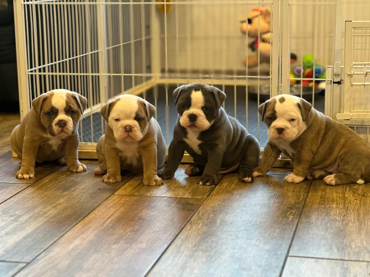 Billede 3 - Old English Bulldog 