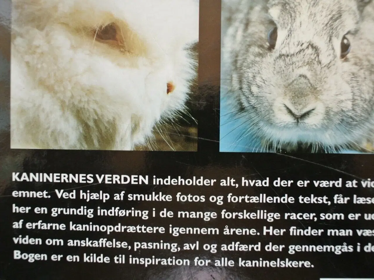 Billede 3 - kaninernes verden - kaninen som hobby- og nyttedyr