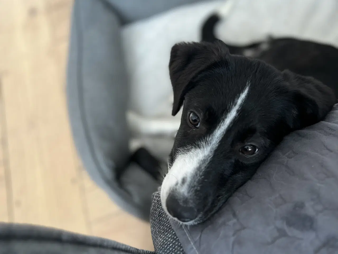 Billede 9 - Smukkeste lille pige søger familie