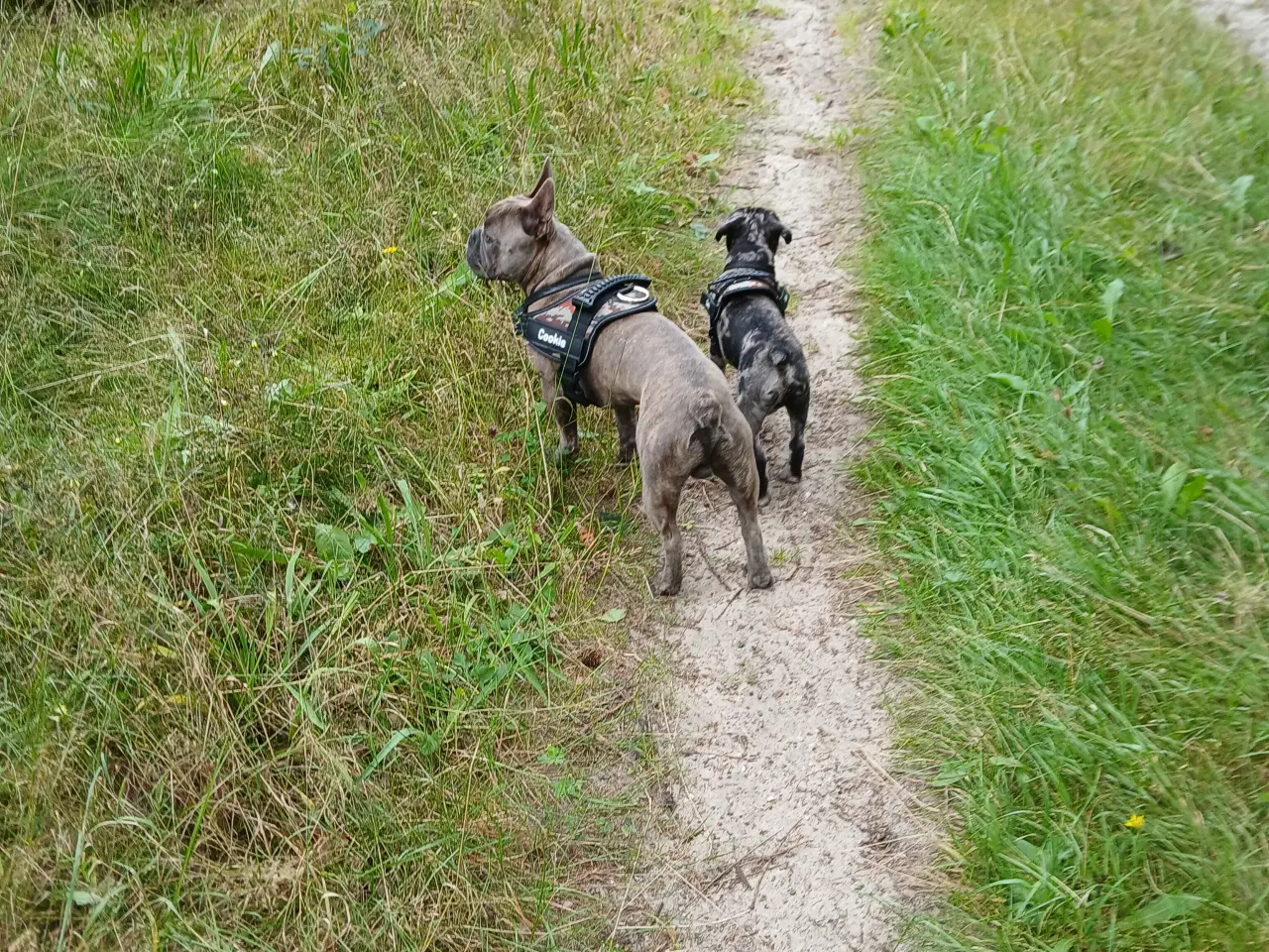 Billede 3 - Fransk bulldog til parring. 
