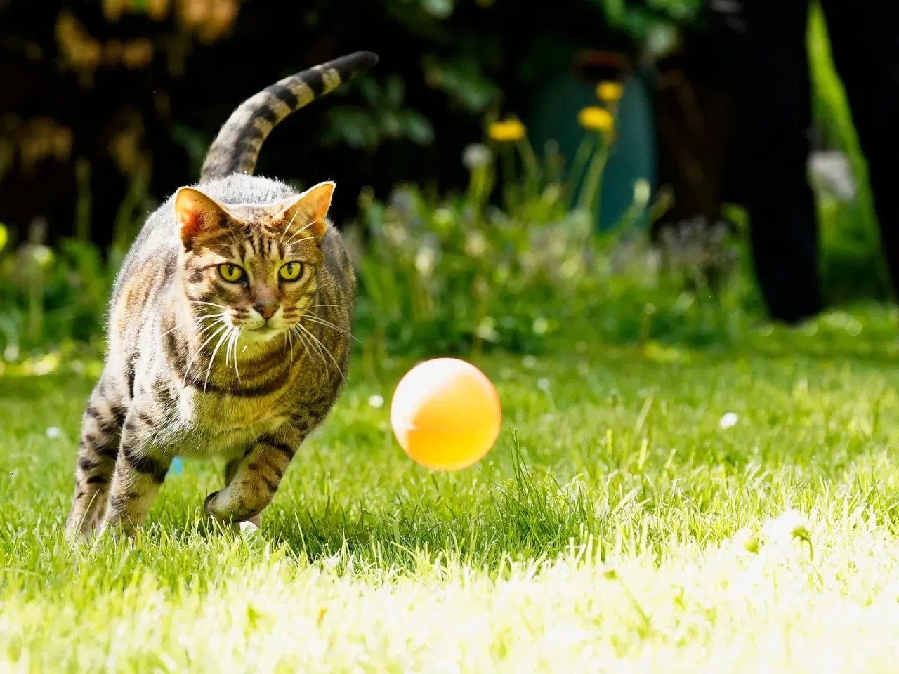 Billede 3 - Ocicatte søger nyt hjem