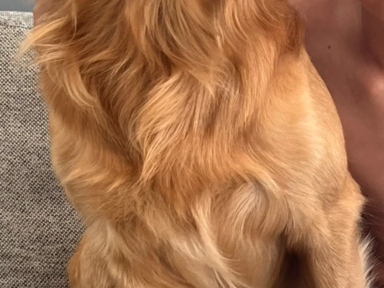 Billede 5 - Golden Retriever hanhund tilbydes til parring 