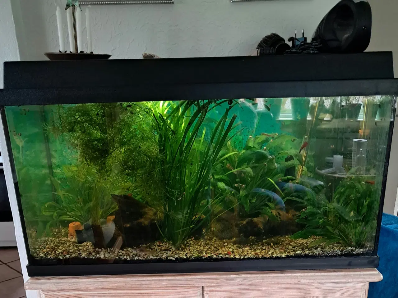 Billede 3 - Flot beplantet 110L Akvarie.