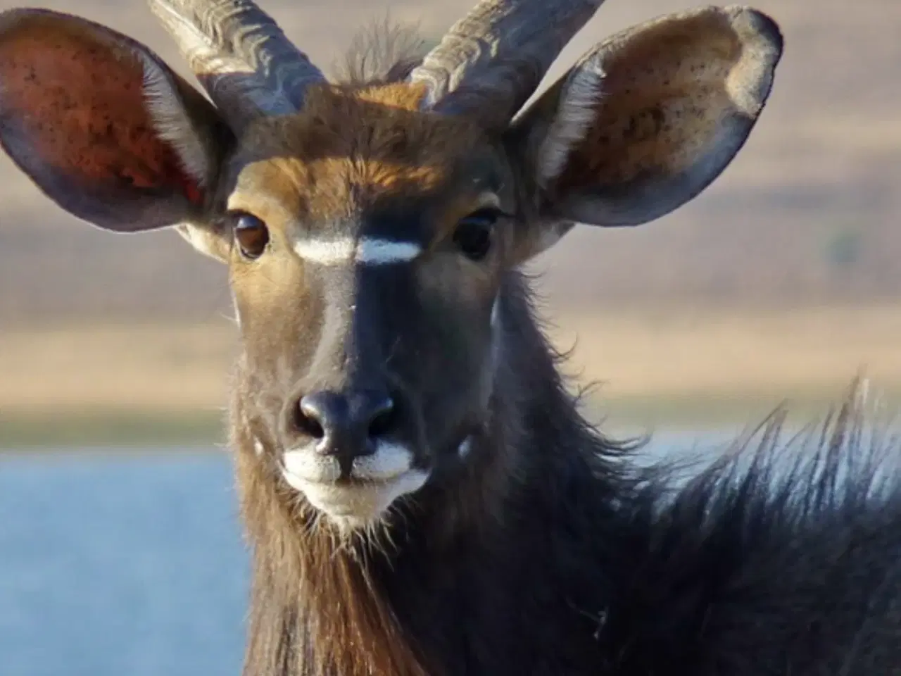 Billede 6 - Nyala hovedmonteret fra Namibia sælges