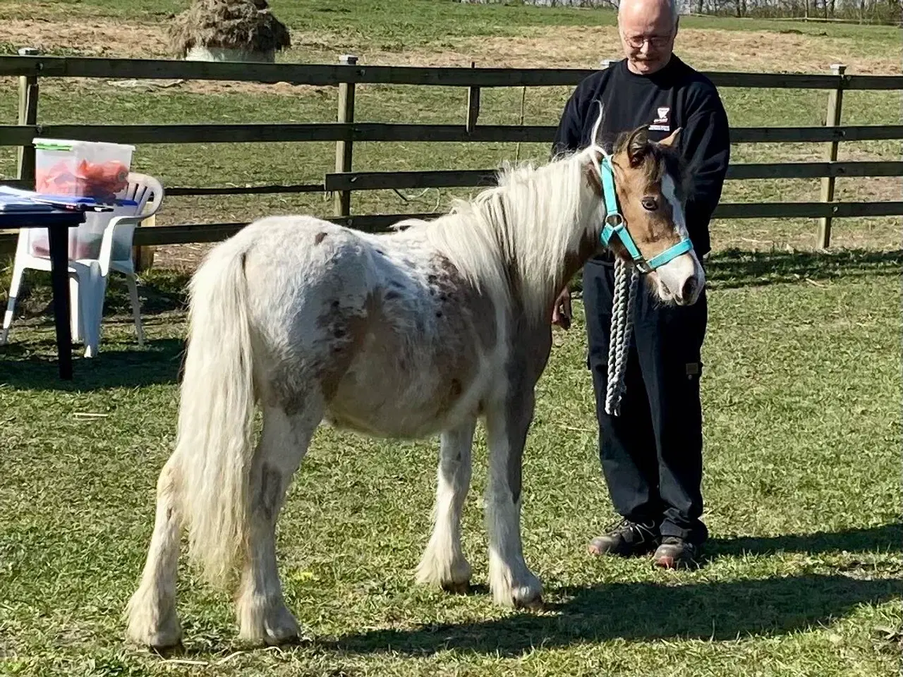 Billede 6 - Mini Irish cob hingsteføl 