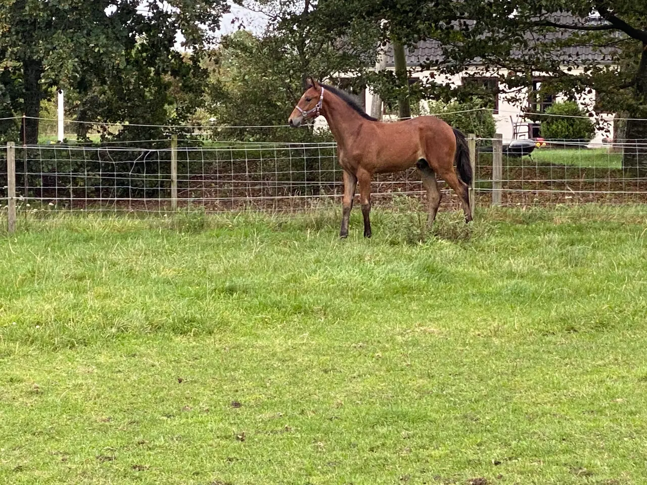 Billede 6 - Hingst plag 