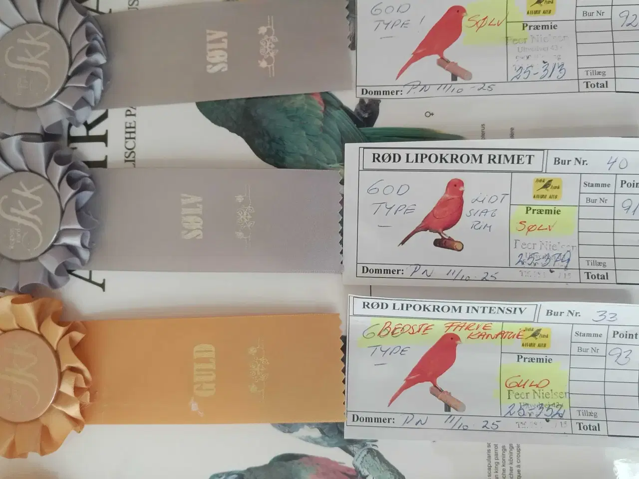 Billede 1 - Røde kanarier