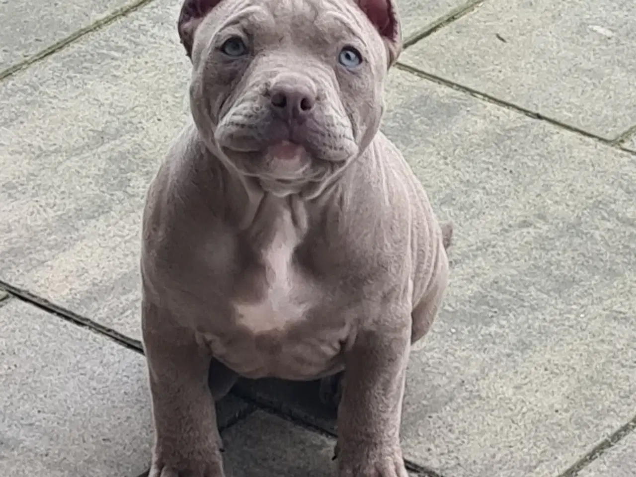 Billede 2 - American bully pocket 